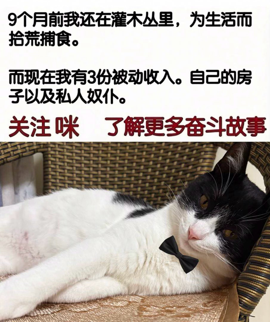 “九个月前捡到了这家伙，今天突然被塞了一份印着他自己头像的小广告😡”奶啵展馆 
