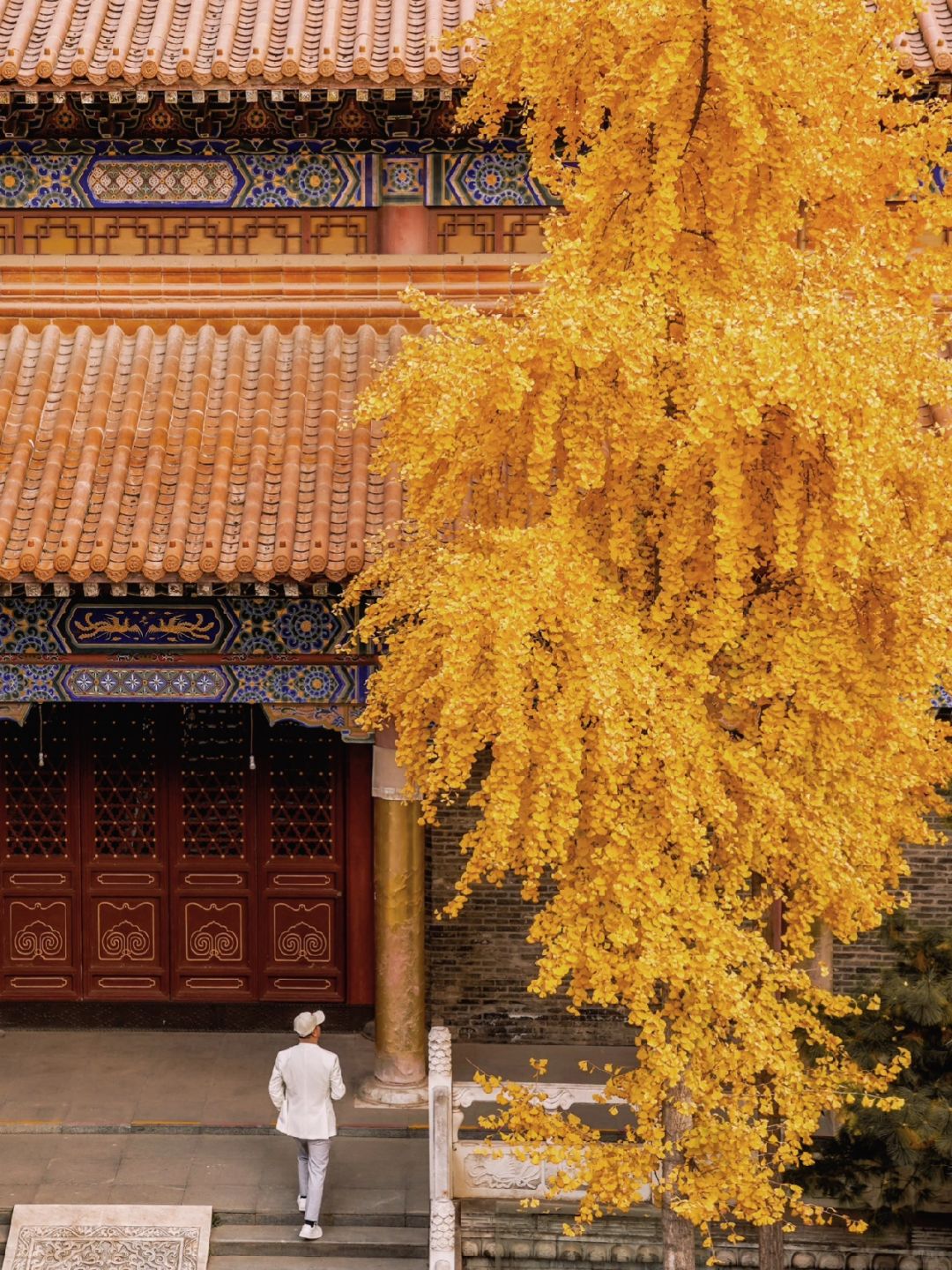 90%的西安人都不知道的皇家古寺🍁银杏绝美
