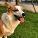 小马驹吹娱乐