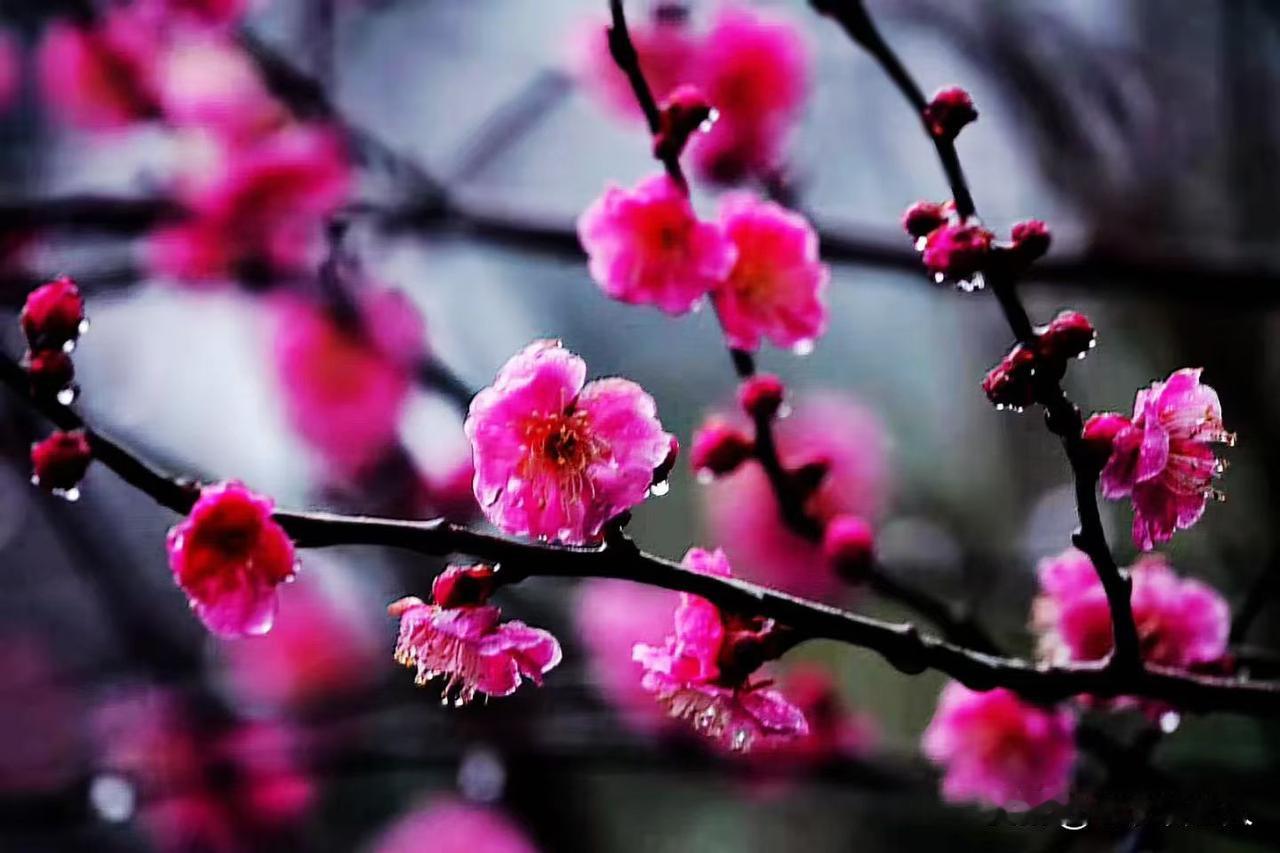 你知道朝鲜和韩国的姓氏是怎么来的吗？
在古代，朝鲜和韩国都是属于同一个高丽国范畴