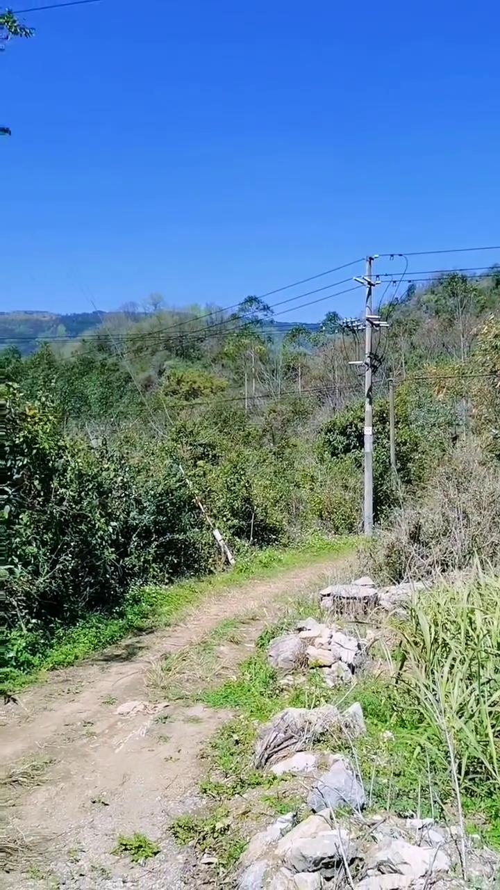 前山风景，报捷山风景，后山风景，报捷山风景，后山风景，报捷山风景，种树位置，右边
