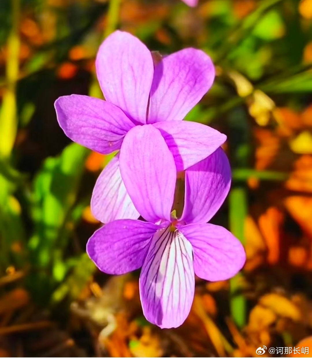 早安，愿你今天的心情如同阳光般明媚，生活如同花儿般绽放。让我们一起加油，成为更好