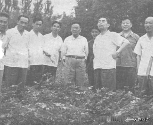 一九六五年七月，陶峙岳同志(右五)等陪同周恩来同志(右三)参观石河子垦区。