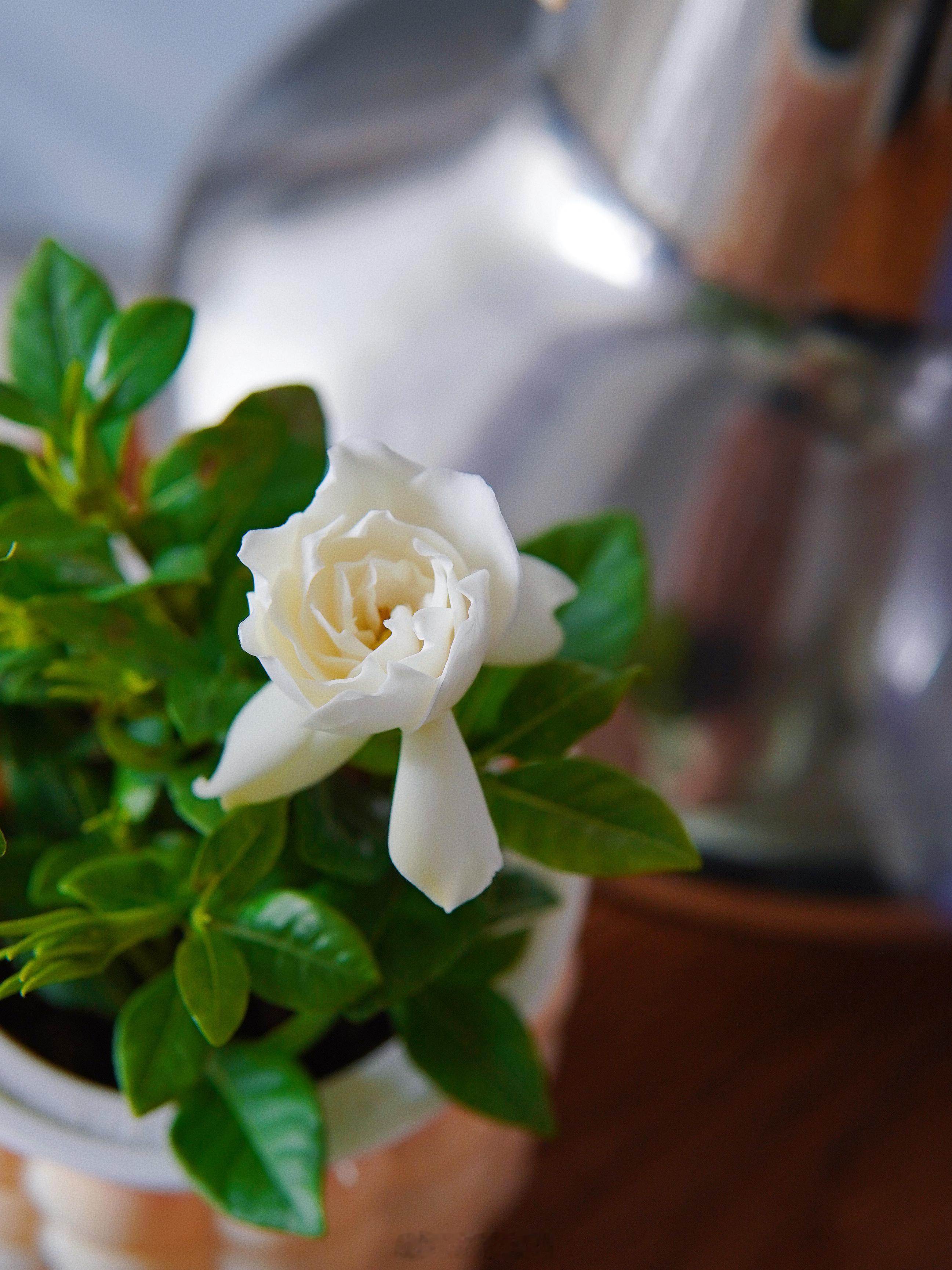 家里的栀子花开了，白色的一朵很精致。我这个不擅长养花的人很激动，看来真心想做的事