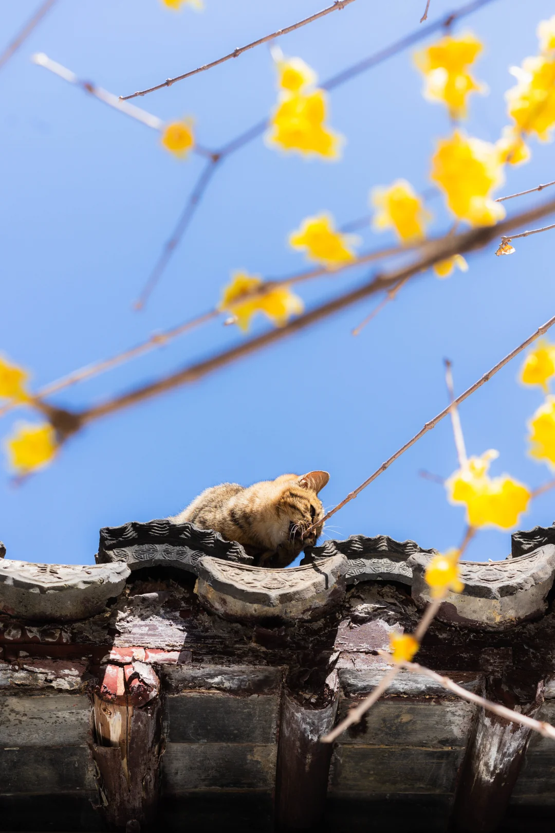 天然逗猫棒