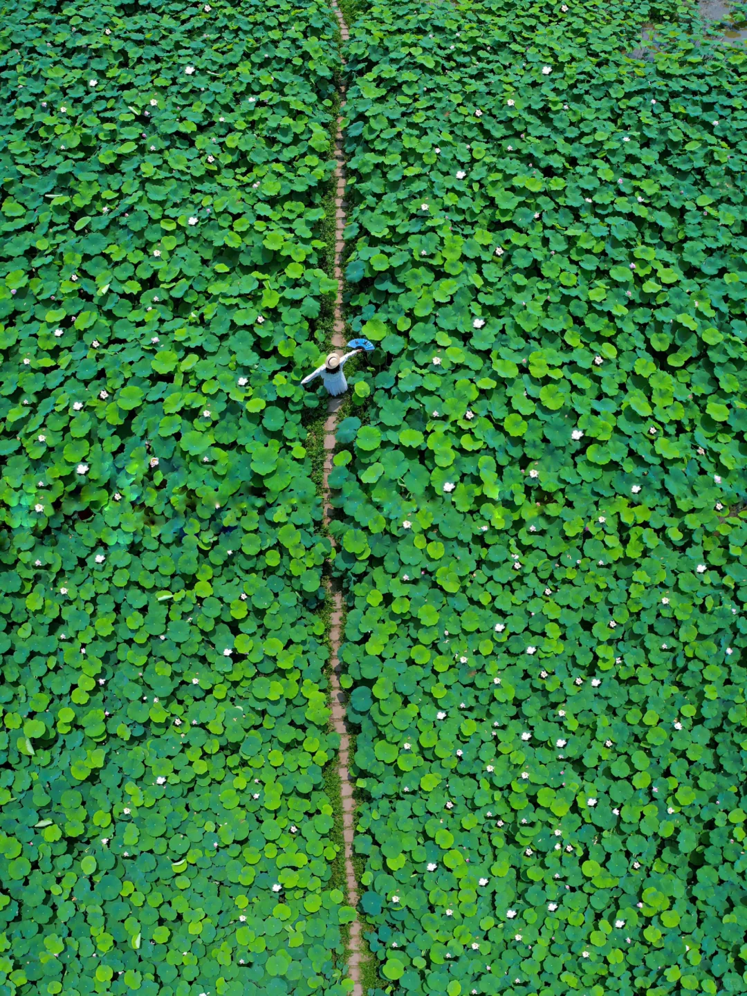 在成都！99%人不知道的千亩荷塘荷花开了🪷