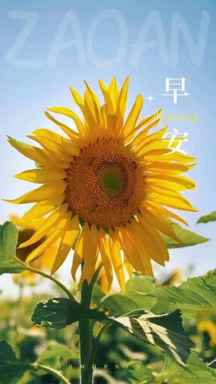 早安 ​​​