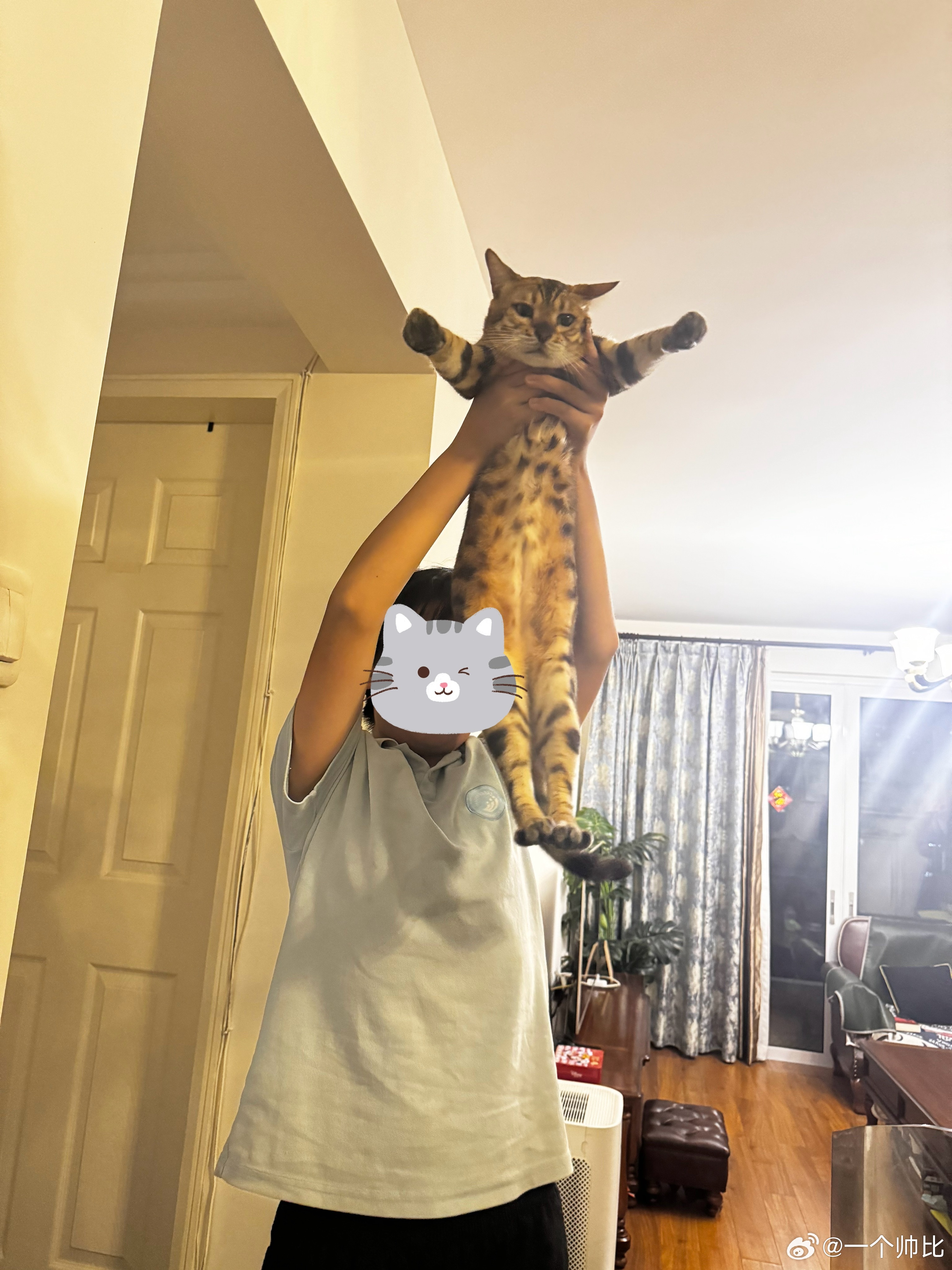 今天啾啾这张照片有点故猫之姿了 