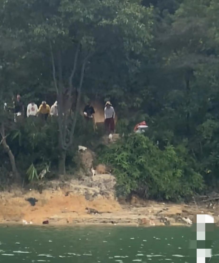 11月1日，广东清远某水库附近，多名中老年人放生流浪猫！猫咪受到惊吓四处逃窜，部