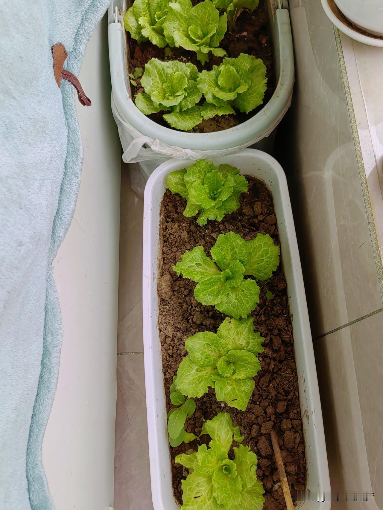 今年不干活，农耕意识一下子觉醒复苏，想尽一切办法种菜，把花盆都倒腾出来也种上了生