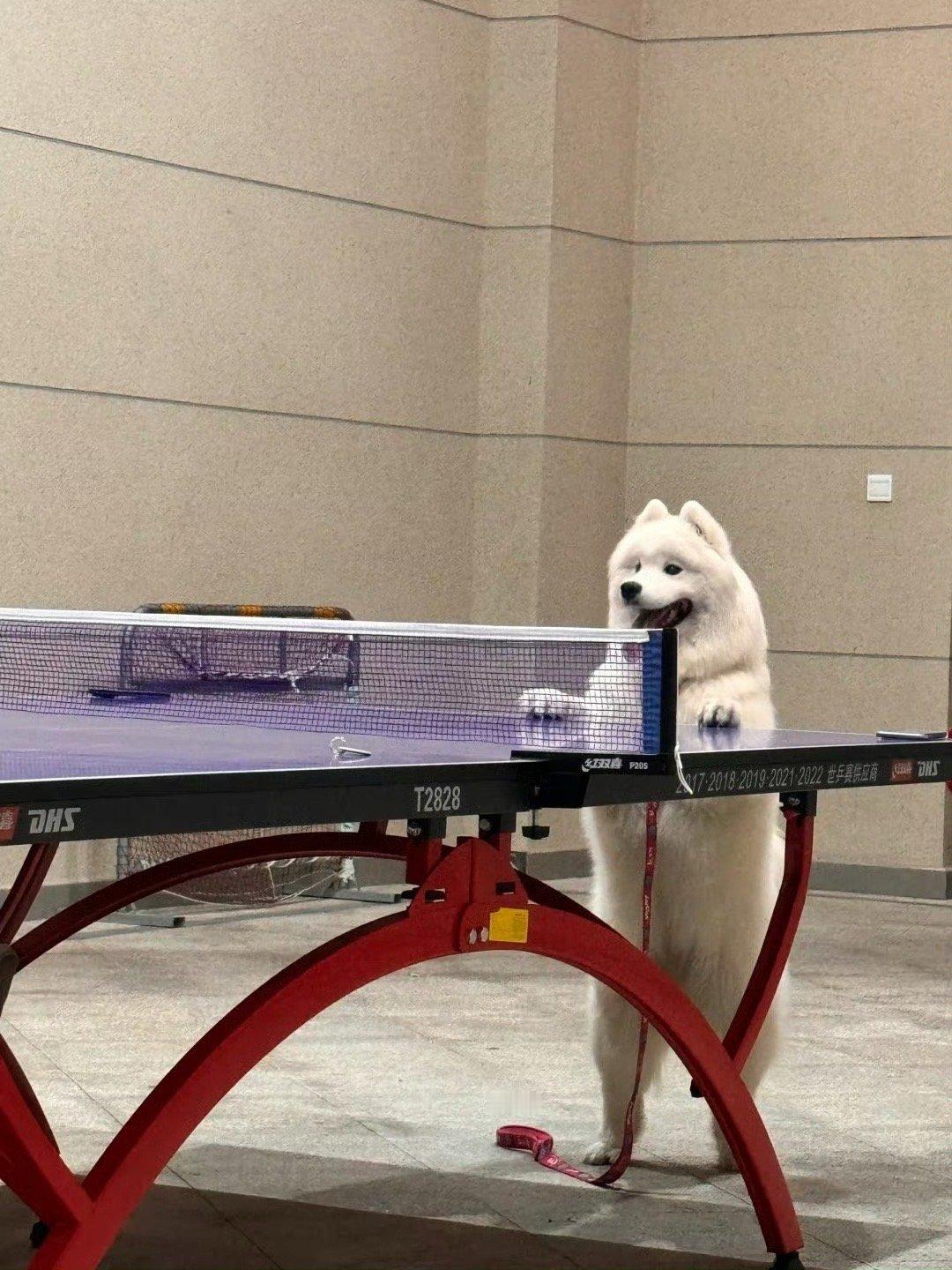 我永远不会忘记那天下午，我被一只萨摩耶击败了，它的球速很快，像白色闪电，我根本看