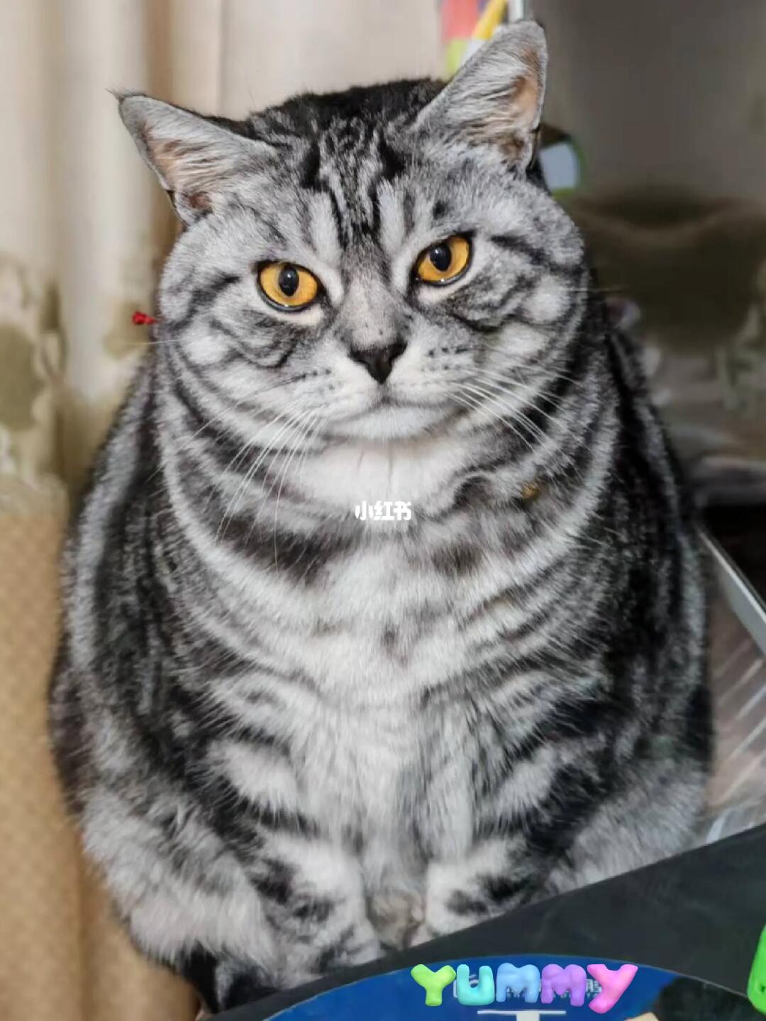 挑食猫狂炫！这款猫粮凭啥让崽停不下来？