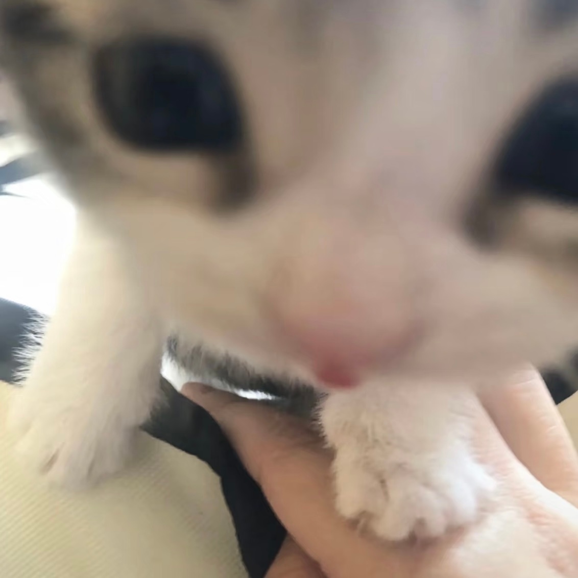 小猫突击 