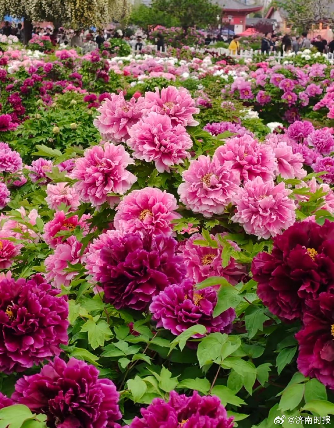 【新华社：#在菏泽赏花如同展读牡丹来信#】又是一年赏花季。春夏之交，全国各地的牡
