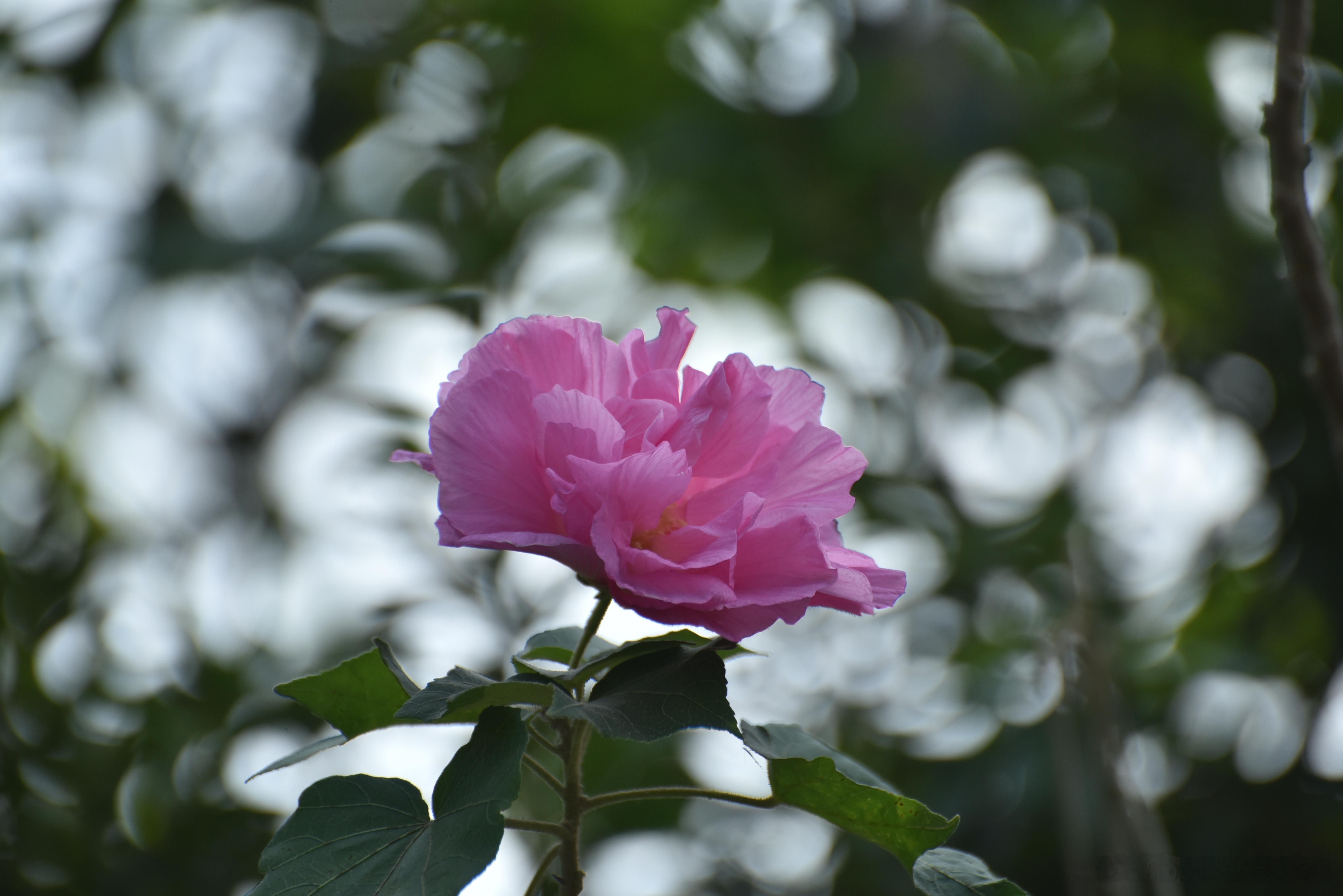 摄影技巧[超话]  木芙蓉 别名芙蓉花 、拒霜花 锦葵科木槿属植物，一日三变色 