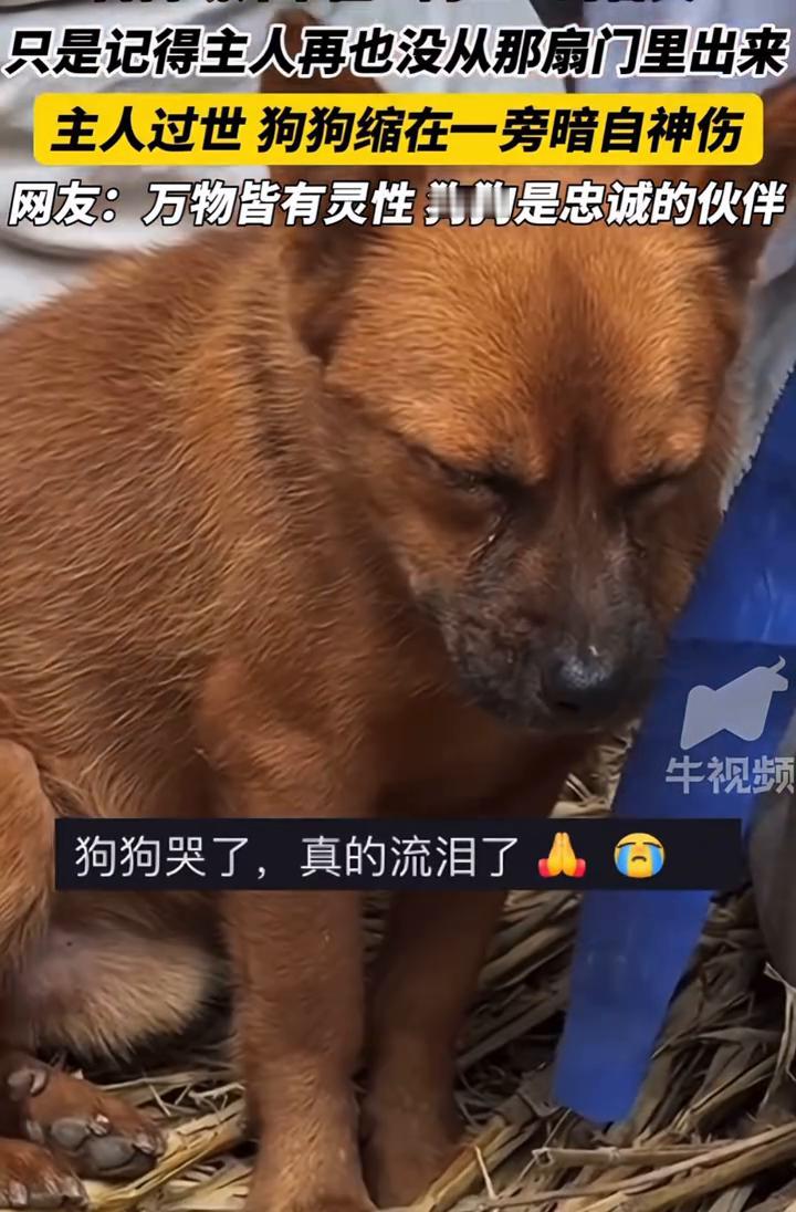 只是记得主人再也没从那扇门里出来，主人过世狗狗缩在一旁暗自神伤。
网友：万物皆有