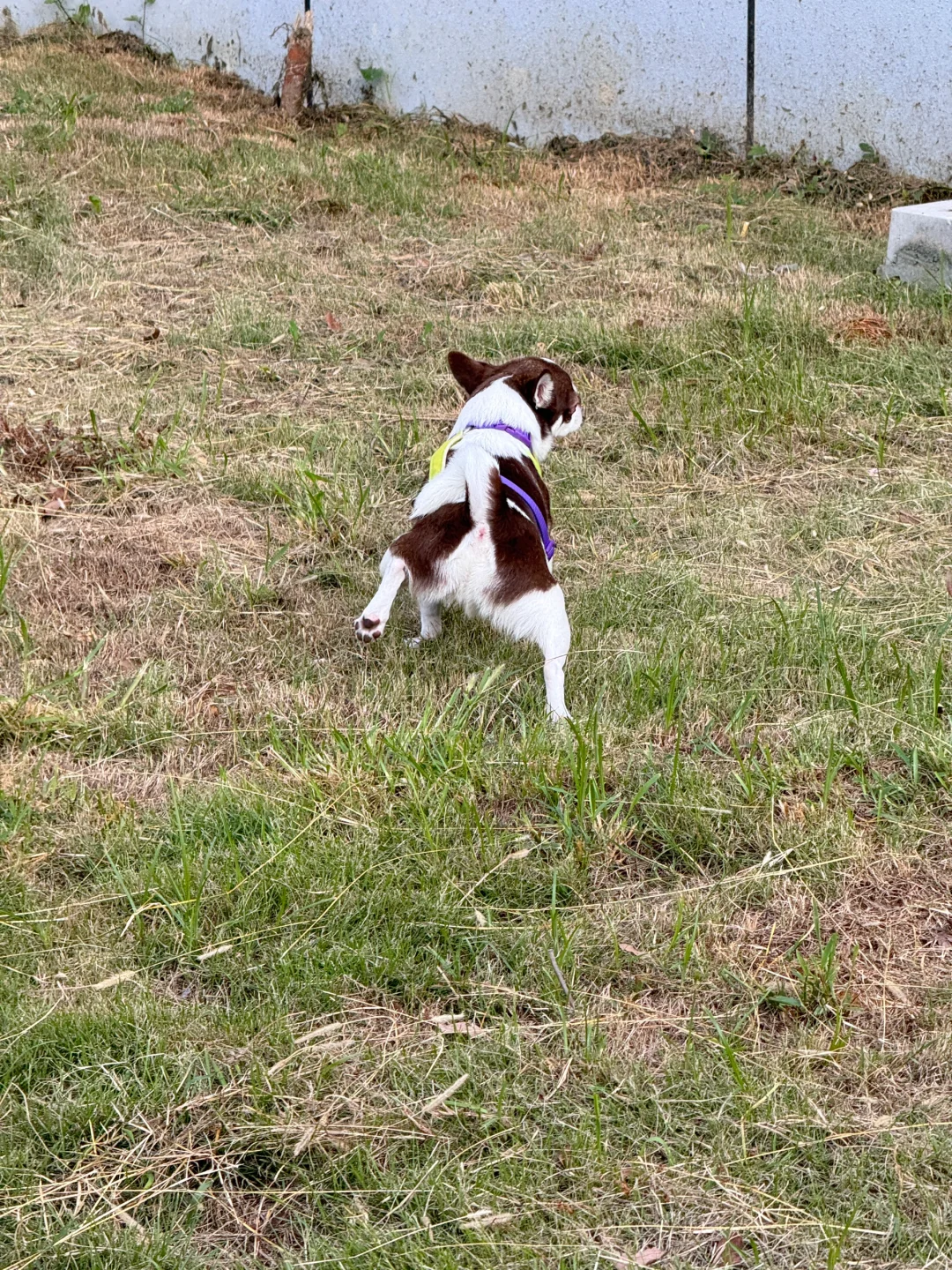 麻！我不要面子的吗😂