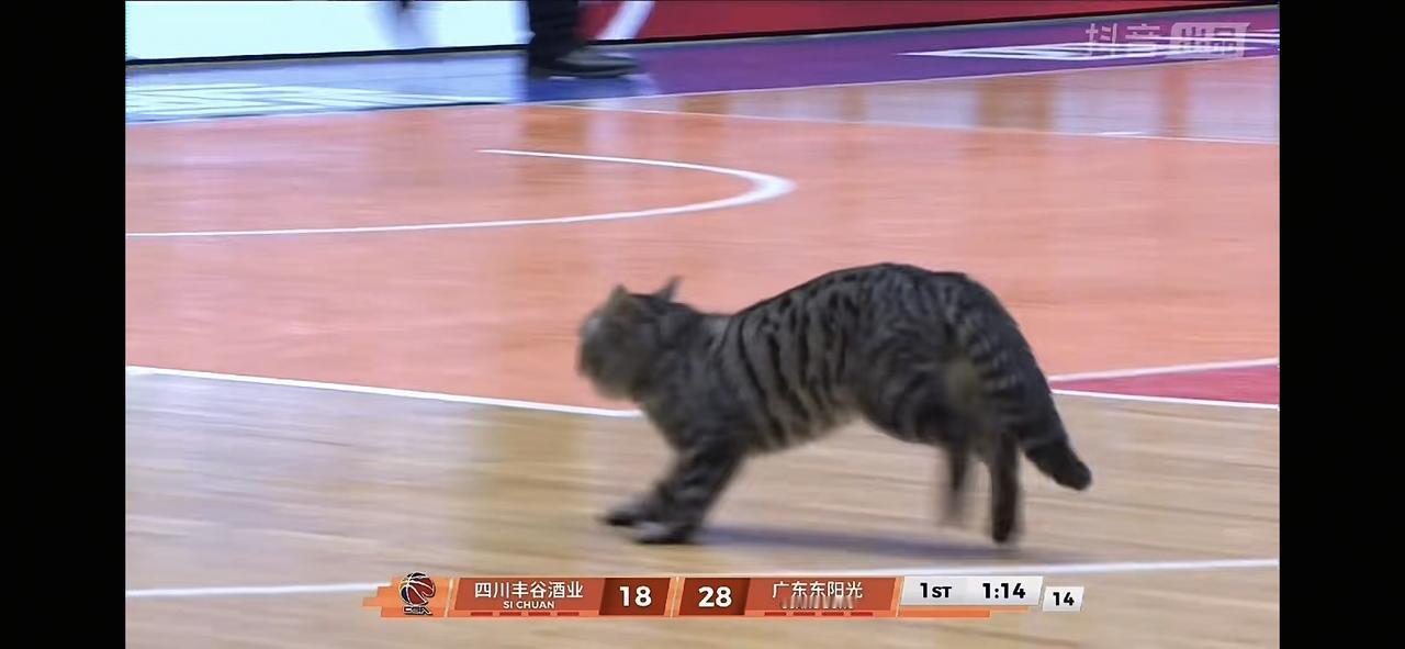 真愁人，胡明轩的状态回来了一些，徐杰又迷失了，自从广东被稠州绝杀后，徐杰都打得很