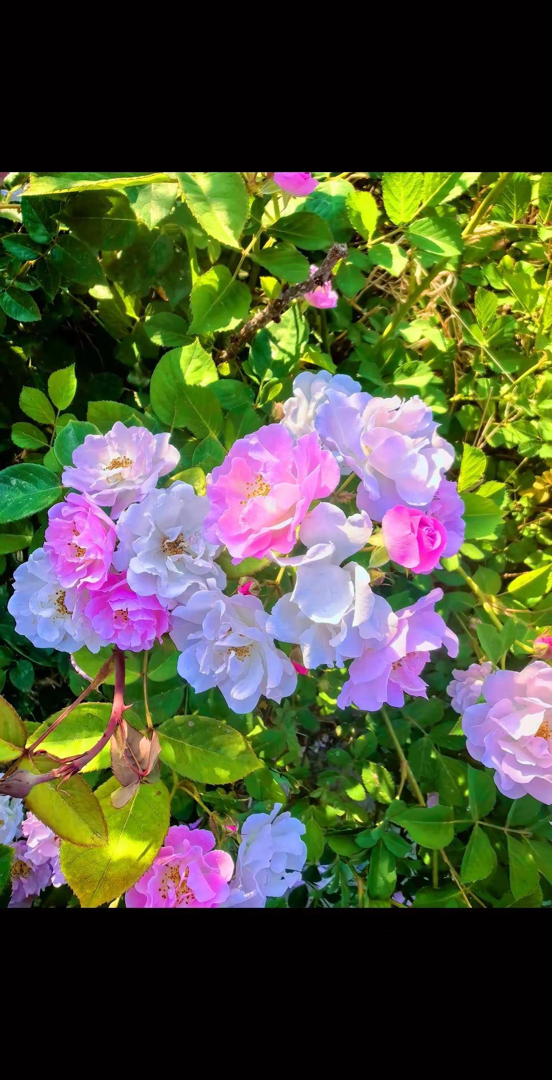 拍花随记 又到了拍花的季节