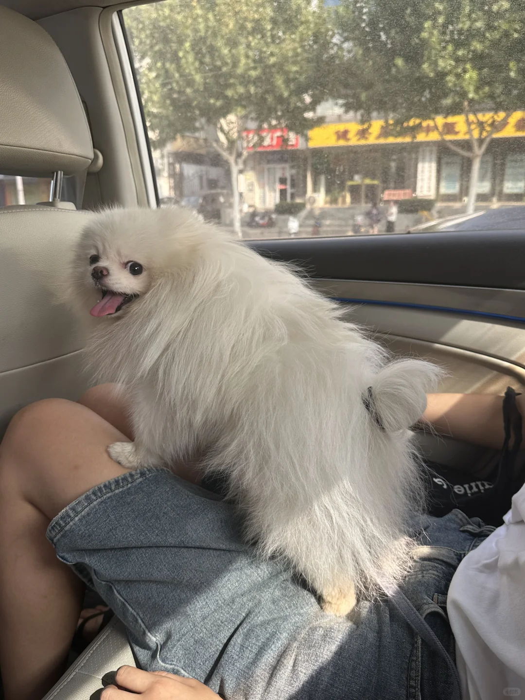 扎个丸子屁