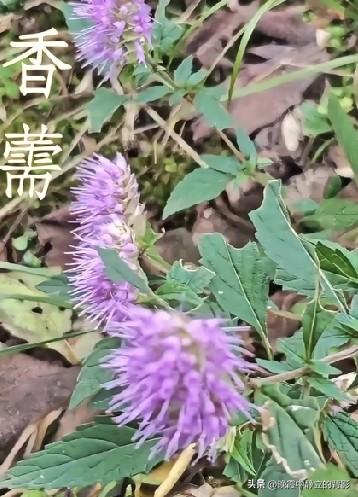 它就是香薷，夏日野外常见的紫色小花，自带独特清香，是一味很经典的中药材。古方香薷