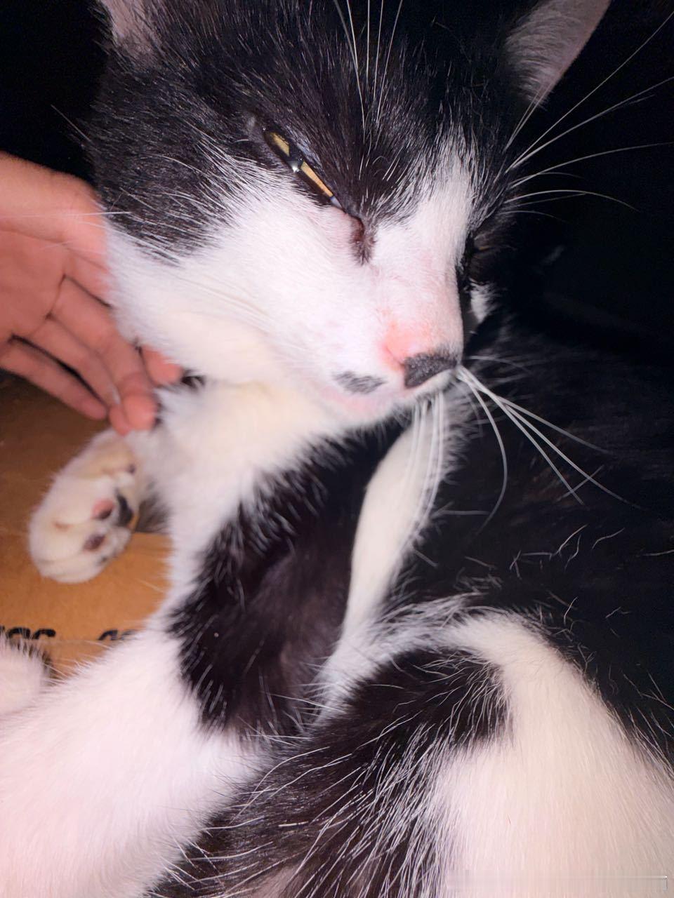 49863【猫自投】我帅尿了 