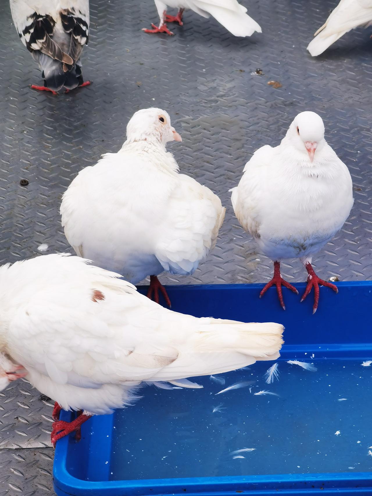 特朗普称自己是和平缔造者你怎么看 
特朗普称自己是“和平缔造者”，这话听上去会让