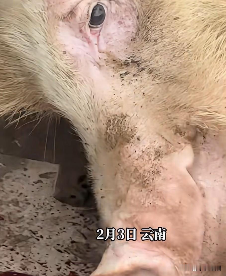是什么让这只猪被杀后血都流完了，还不肯闭眼的。图中这是2月3日，云南某地一农户将