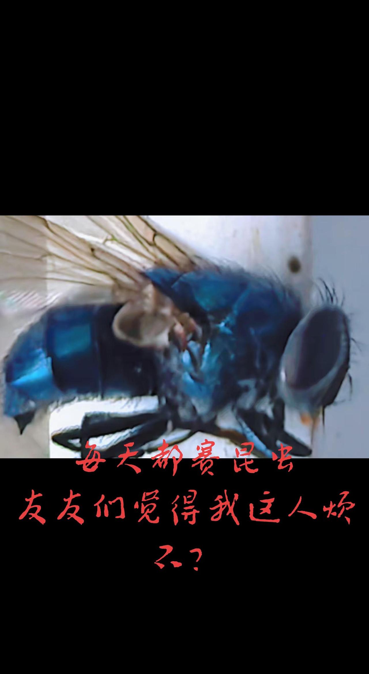 不同角度拍摄昆虫