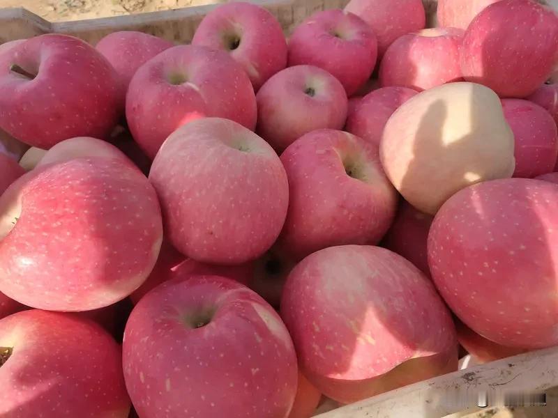 网评平邑红富士苹果的水肥一体化技术
着实厉害
这项技术可精准控制水和肥料的供应