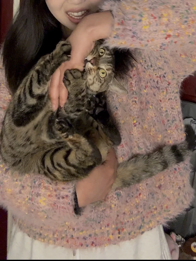 当我的小猫被抱起来