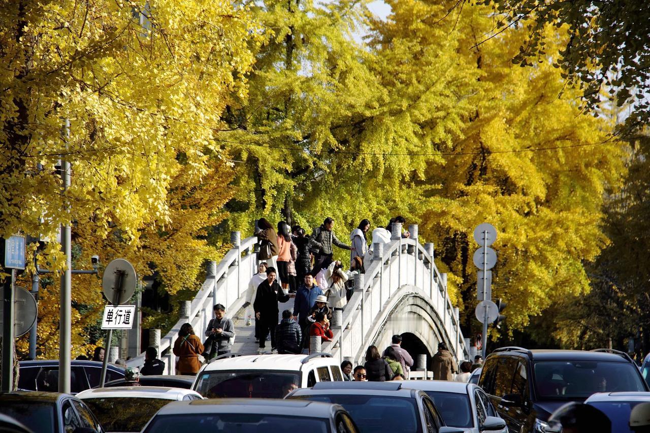 草堂周边银杏美，人多车多没奈何！[赞][赞][赞]