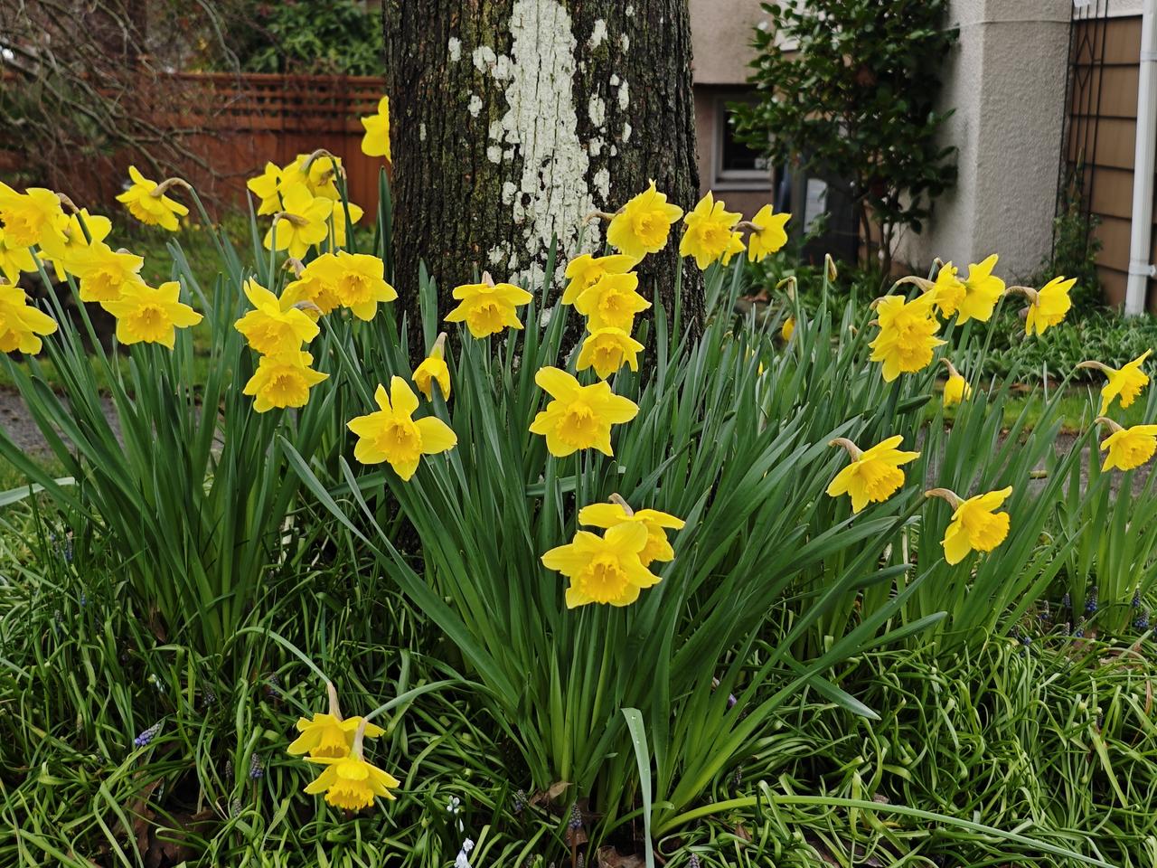 70+老华侨大姐，乳腺癌晚期，她应该选择在温哥华还是国内治疗? 现在她2岸都试过