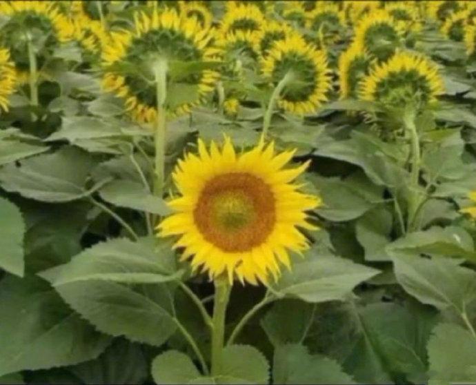 她是否是和太阳打骂了？  ​​​