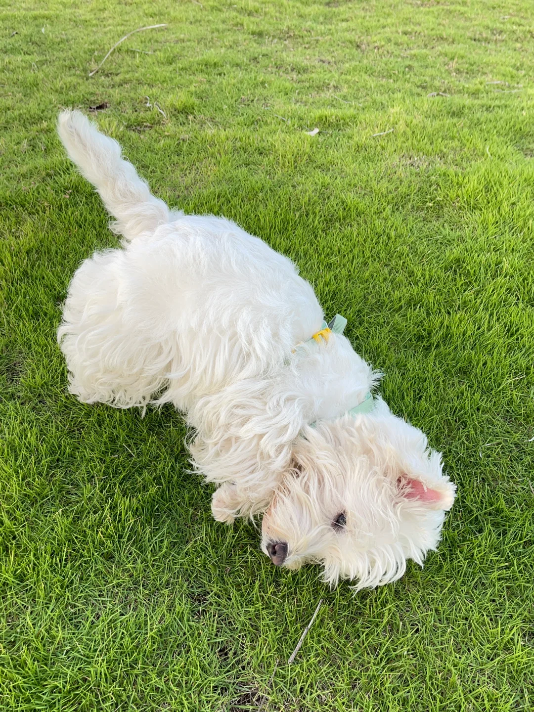 牛油果色胸背配白狗真的🐒🐒看！