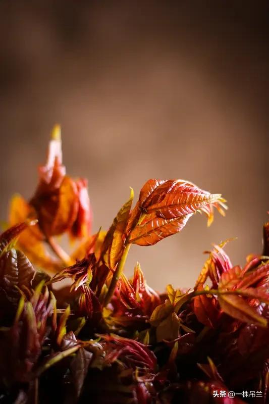 焯水是去掉里面的草酸。草酸这东西能形成结石，加重结石病病情；对有过敏体质的人，还