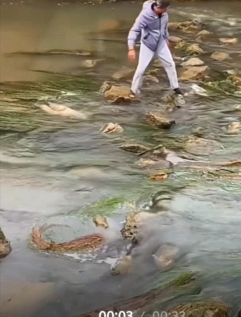 “看得人心里暖暖的！云南河坝处，两条大鱼卡在石缝中无法脱身，一位大爷不假思索翻越