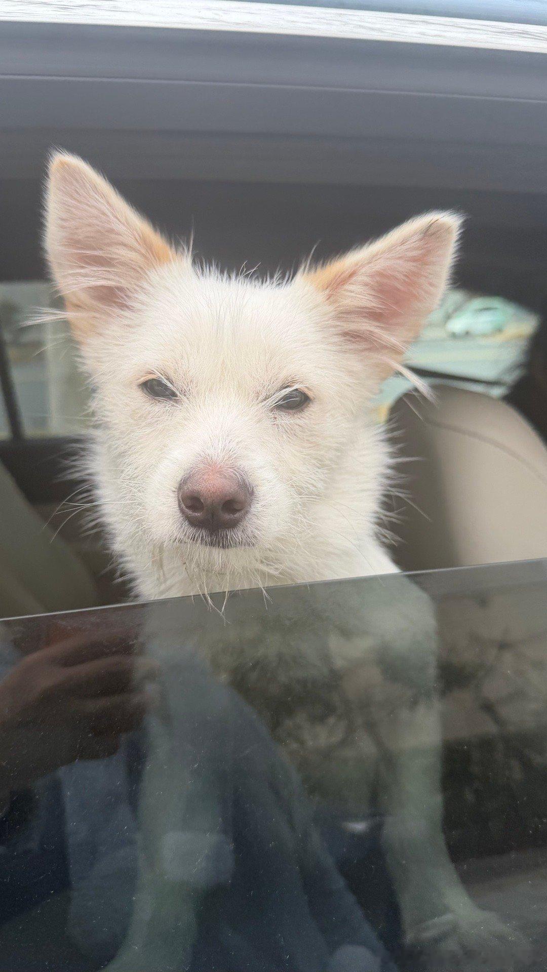 又过去了一年，第六年了，新增加了一个狗闺女。我们依然在一起。孩子们都渐渐长大，而