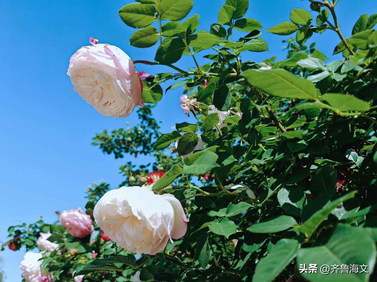 粉色的蔷薇是羞涩的少女，把心事藏在层层叠叠的花瓣里——那颜色从花心的深粉慢慢晕染