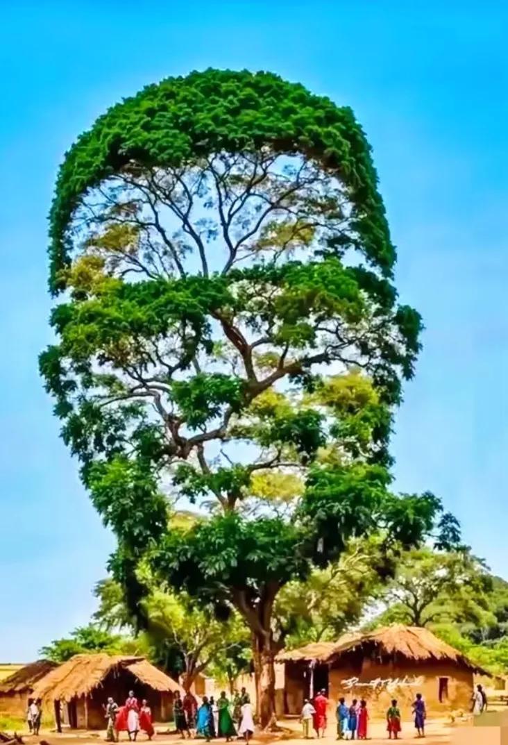 树中的巨人，大自然奇观！分享树上奇观 独特树