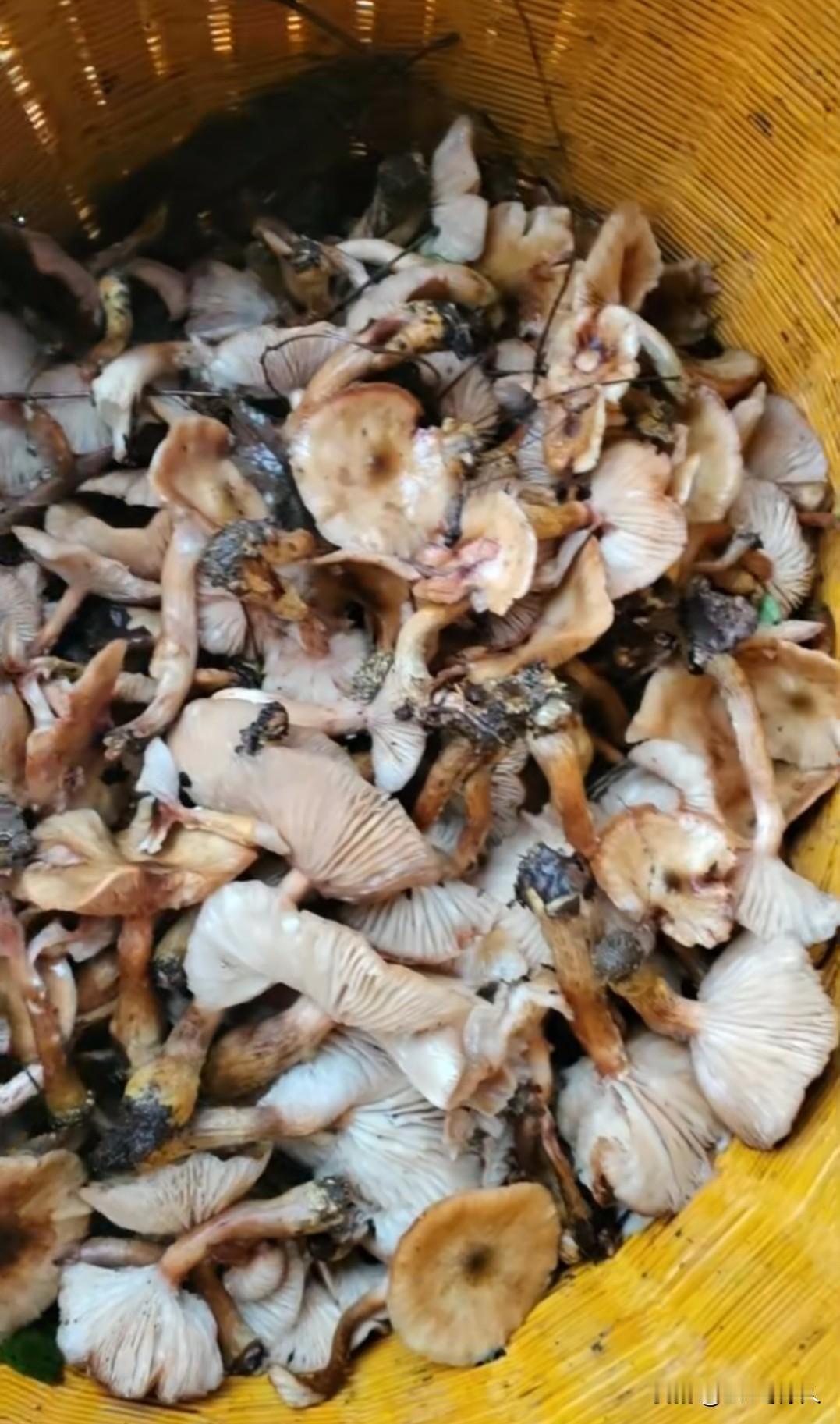 分享城市新鲜事冷不丁从城里来到农村的广阔天地一时间控制不住自己的心情，感觉呼吸点