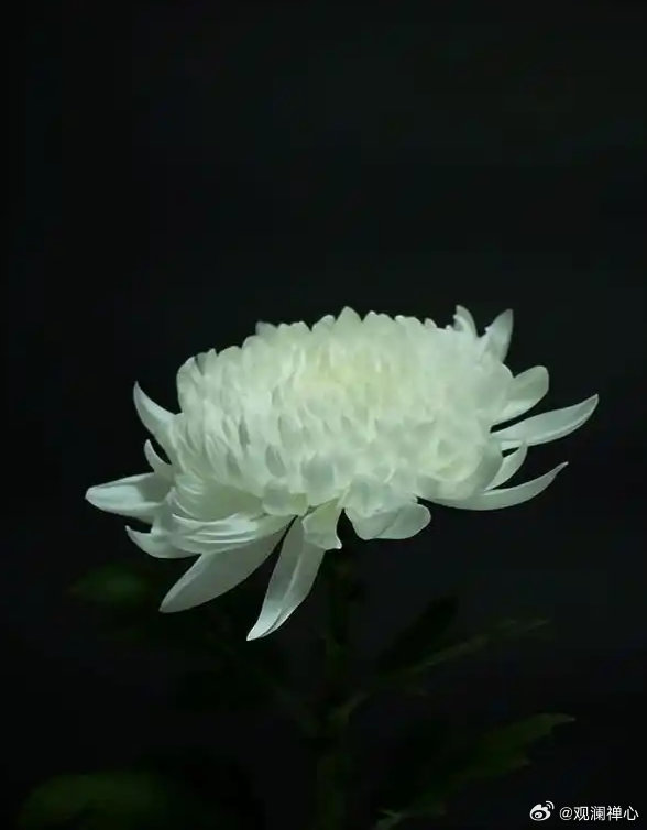 《哀悼吴会智兄长》吾兄性格温润，曾任多年院长。半生给人看病，平日注重保养。再有数