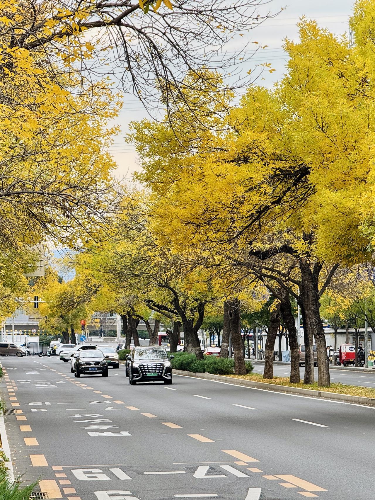 不是景区却比景区还美！北京这条风光大道你能不喜欢吗？

清华东路路侧的白蜡树（墨