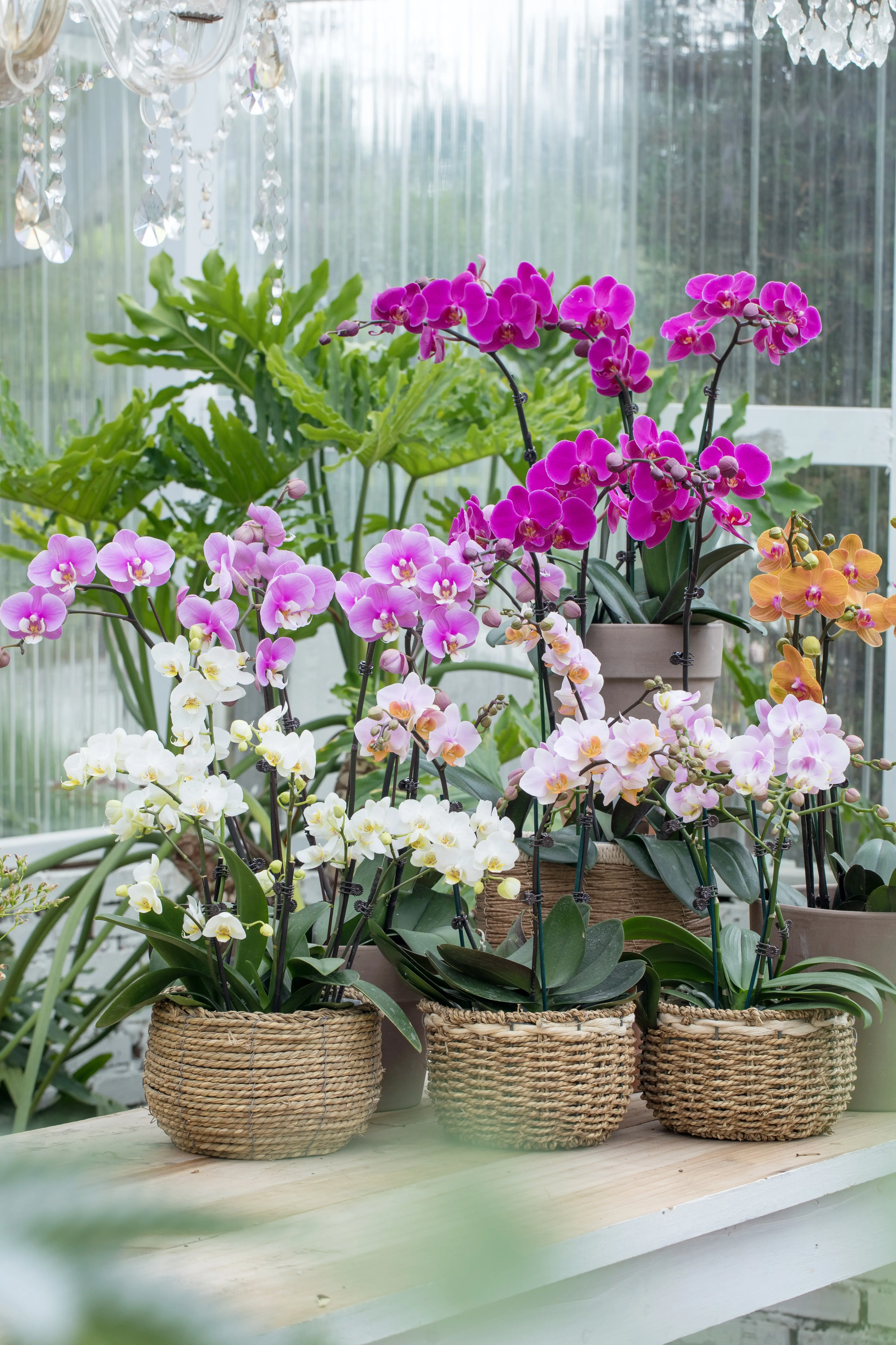 9月花友会 | 来把蝴蝶兰上板！。常见鹿角蕨上板，蝴蝶兰其实也可以。都...