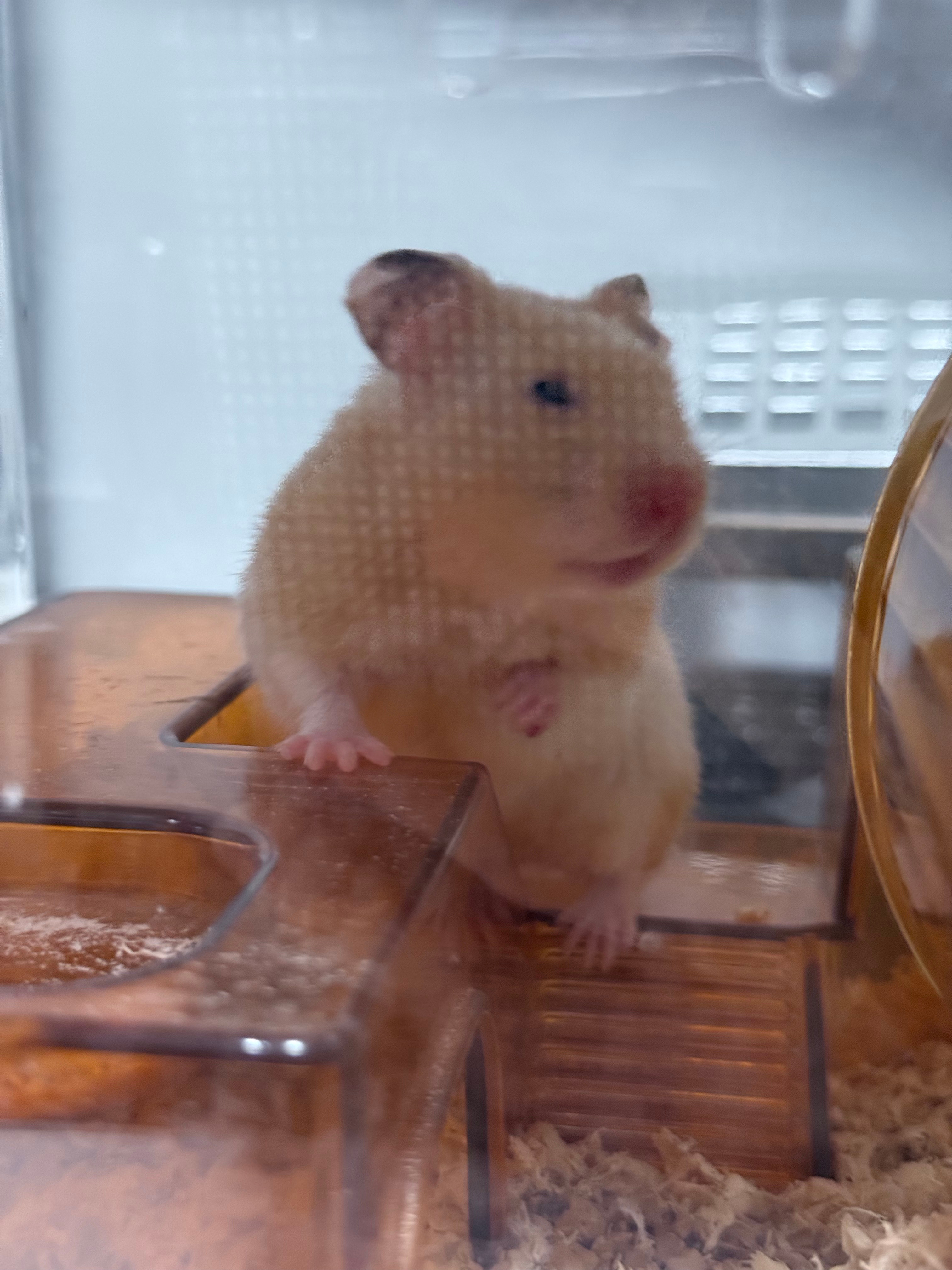 每天早上第一件事来看看我的偷米🐭仓鼠的日常 ​​​