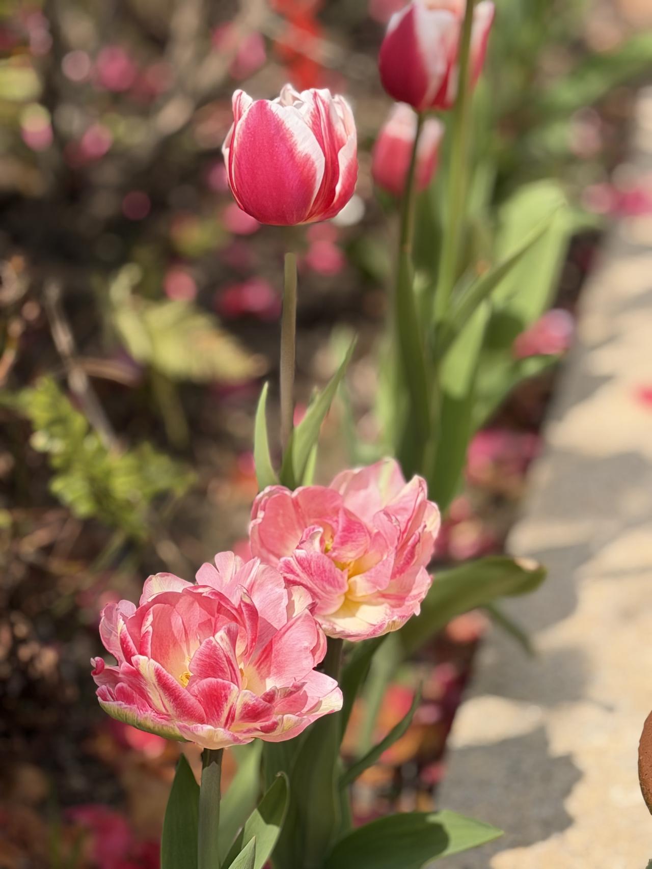 院子里的郁金香，这几日陆续开了。

前阵子刷手机，总看见江浙沪的花友在吐槽，说今