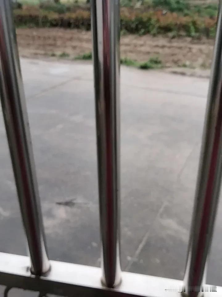 今天下雨了，志顺茶厂放一天假，明天后天还摘两天茶叶就要封园了，本来5月1号就要封