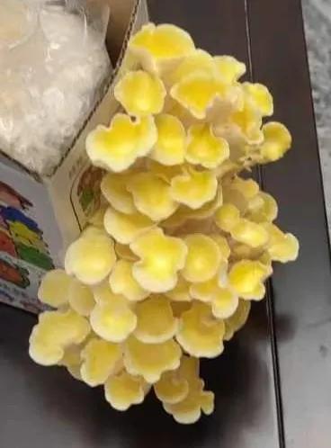 香菇开花了，真好看！！