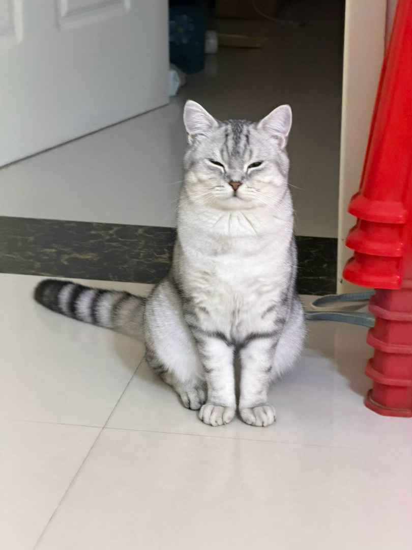 张泽禹  我咋觉得我家猫跟张泽禹家猫好像张泽禹一路向海的少年张泽禹 prada品