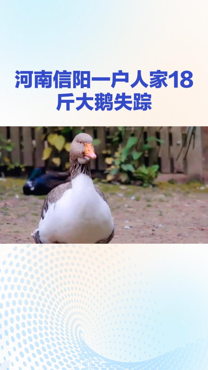 河南信阳一户人家的18斤大鹅离奇失踪，监控录像记录下神秘黑影将其拖入水中。真相如